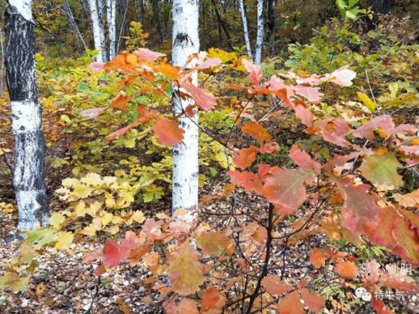 琴心劍胆诗词‖秋韵之橡树——赤峰宁城黑里河道须沟之一
