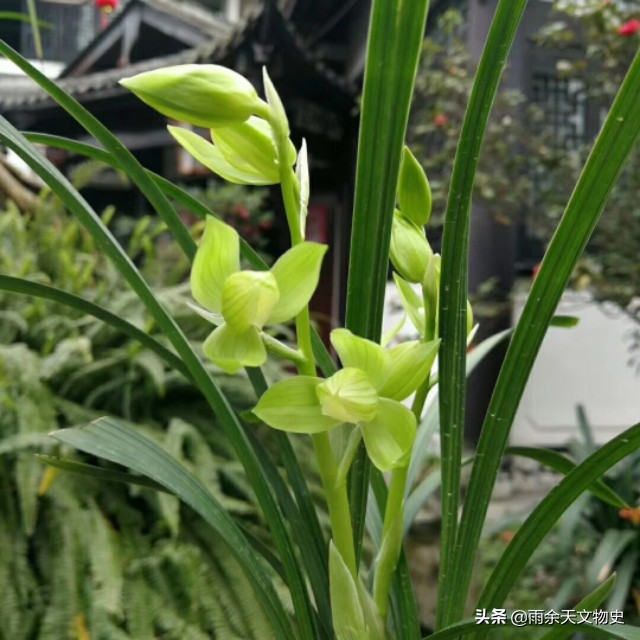 春剑中透兰花名品,春剑大富贵兰花