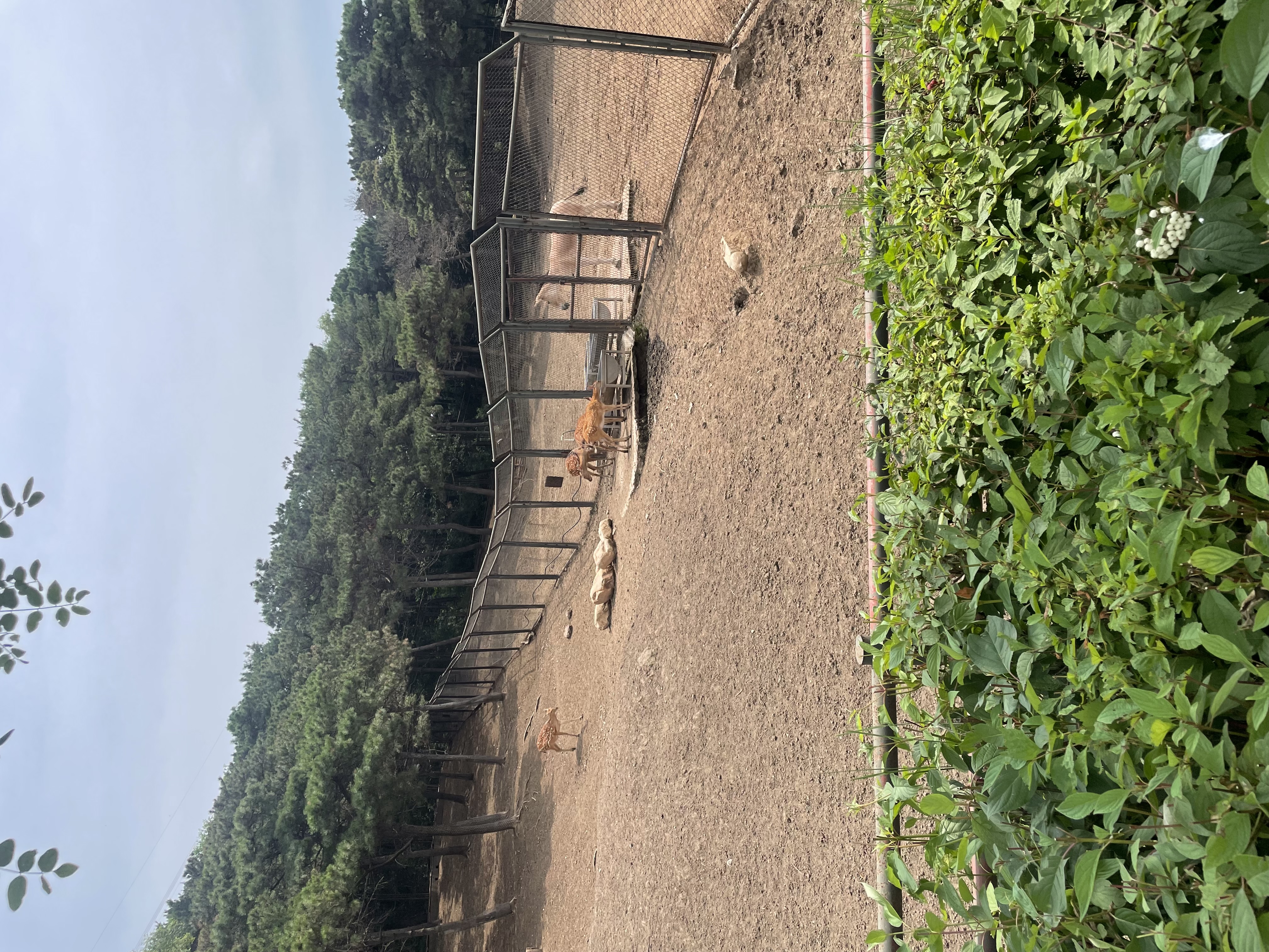 沈阳森林动物园春游,五一小长假去沈阳森林动物园游玩