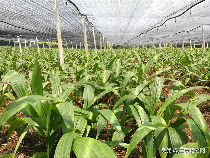 目前比较有潜力的中药材种植,中药材种植选择哪种比较好