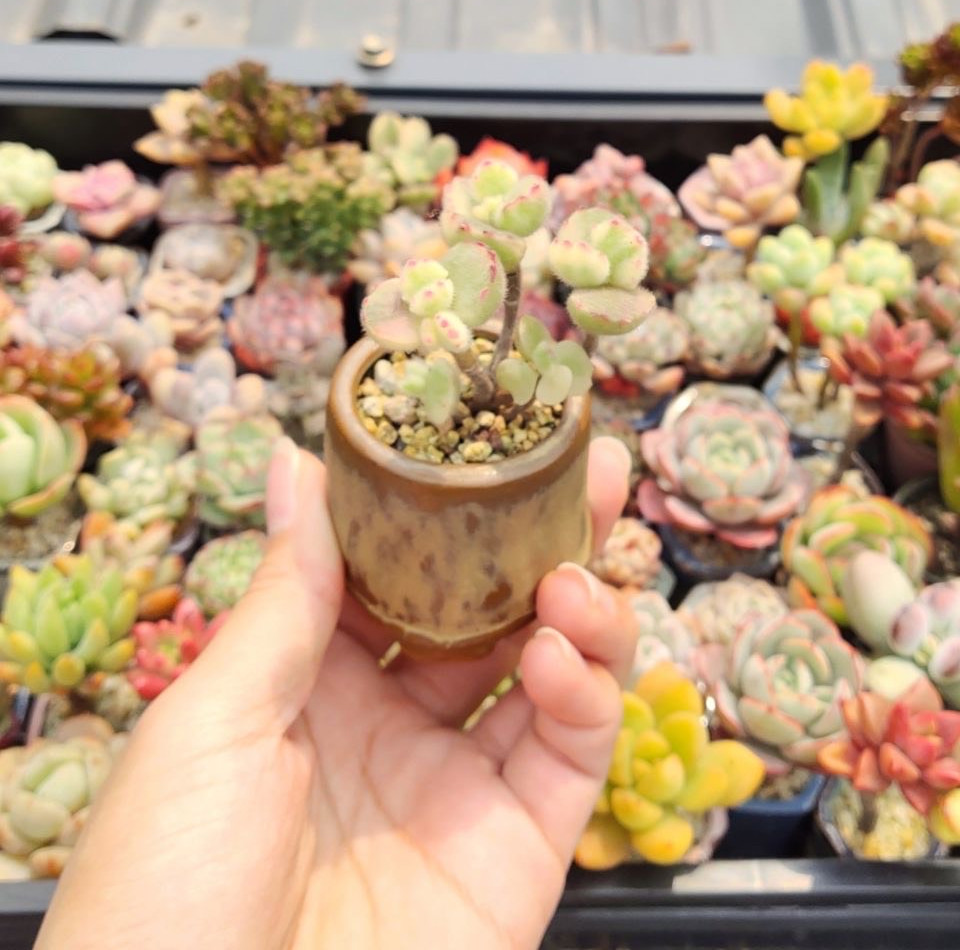 一年四季都适合种的花好养,好养的花有哪些适合一年四季养