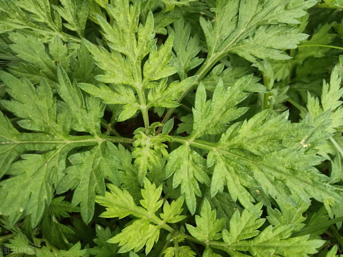 清明节出门踏青可以采哪些野菜,清明必吃的5种野菜