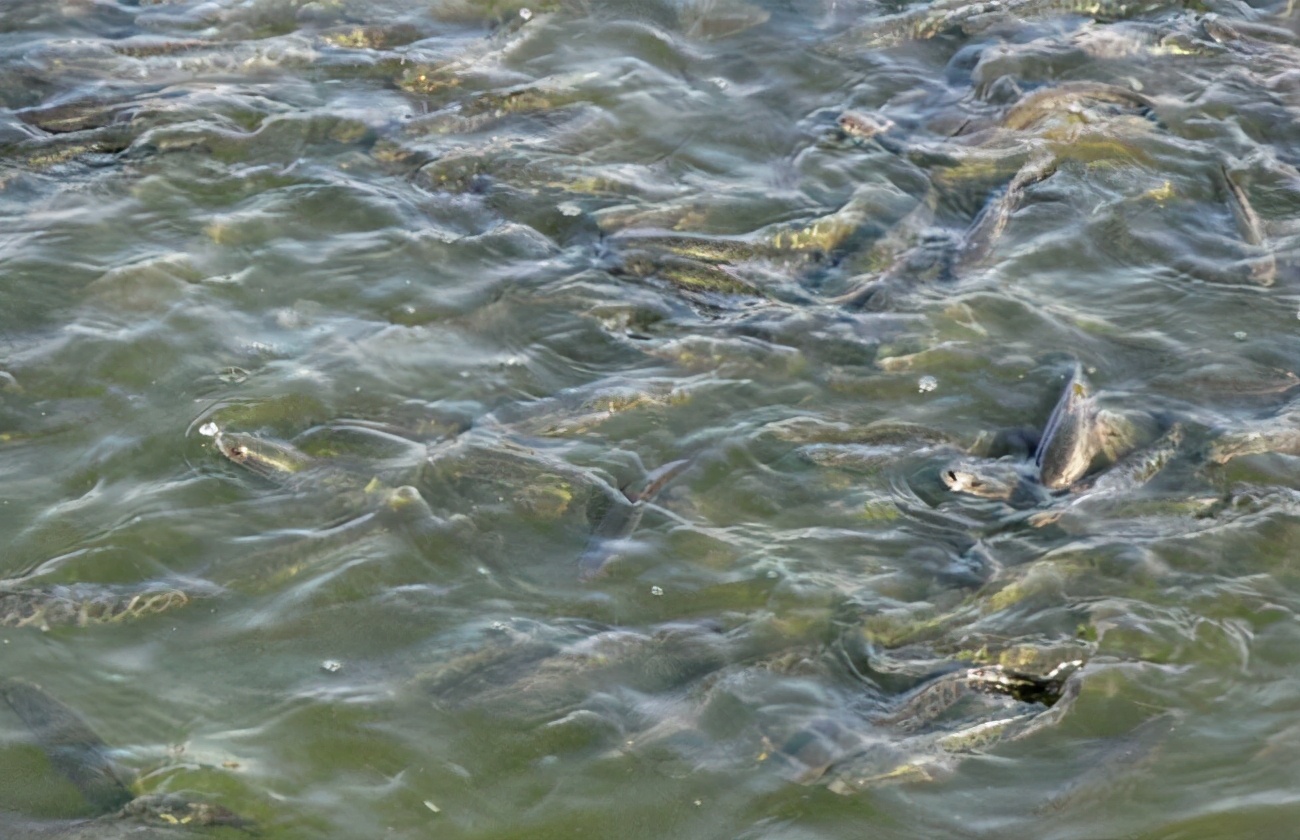 <html>
<head><title>502BadGateway</title></head>
<body>
<center><h1>502BadGateway</h1></center>
<hr><center>nginx</center>
</body>
</html>
<!--apaddingtodisableMSIEandChromefriendlyerrorpage-->
<!--apaddingtodisableMSIEandChromefriendlyerrorpage-->
<!--apaddingtodisableMSIEandChromefriendlyerrorpage-->
<!--apaddingtodisableMSIEandChromefriendlyerrorpage-->
<!--apaddingtodisableMSIEandChromefriendlyerrorpage-->
<!--apaddingtodisableMSIEandChromefriendlyerrorpage-->
