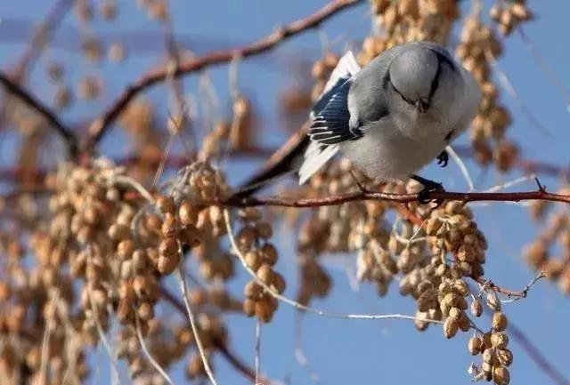 新疆最爱吃的菜有哪些,新疆干果最好吃的是什么果
