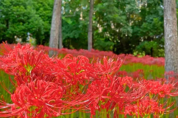 现场实拍曼珠沙华 (全职法师曼珠沙华)