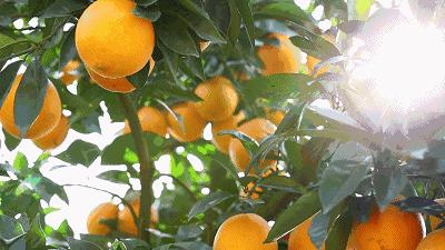 秭归脐橙价格为何持续走低,疫情原因果子滞销