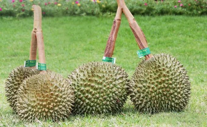 榴莲是不是热带水果之王,热带水果榴莲视频