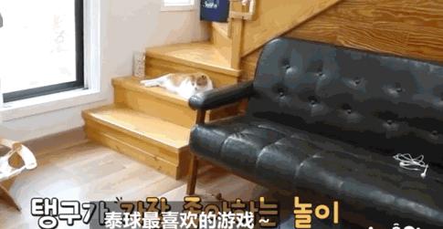 失明猫咪康复治疗,失明猫咪怎么照顾