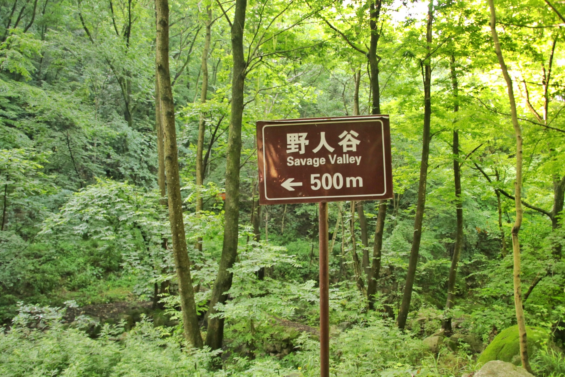 河南安逸浪漫的景点,河南爱丽丝岛风景森林小木屋