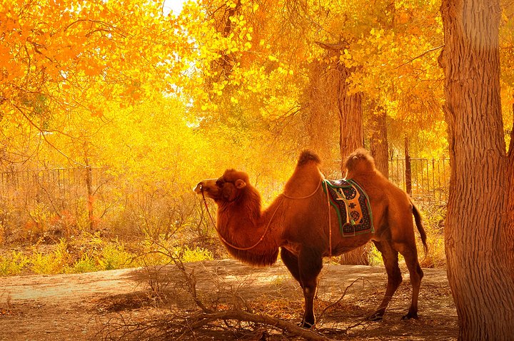 内蒙古阿拉善散养双峰驼,双峰驼是最罕见的动物