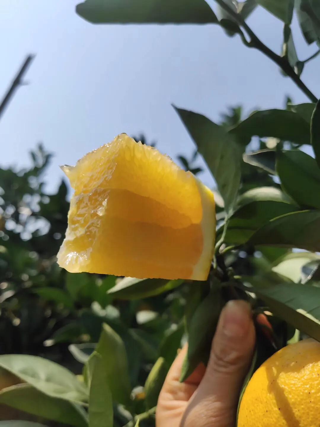 赣南脐橙一口就爆汁,一口一个爆汁的水果