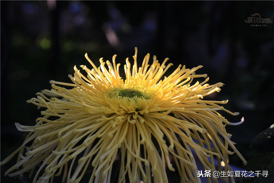 东湖公园菊花展今天还有开放吗,深圳东湖公园菊花展图片