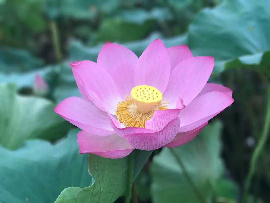 老子四句话说尽人生智慧受益一生,老子智慧六句精髓