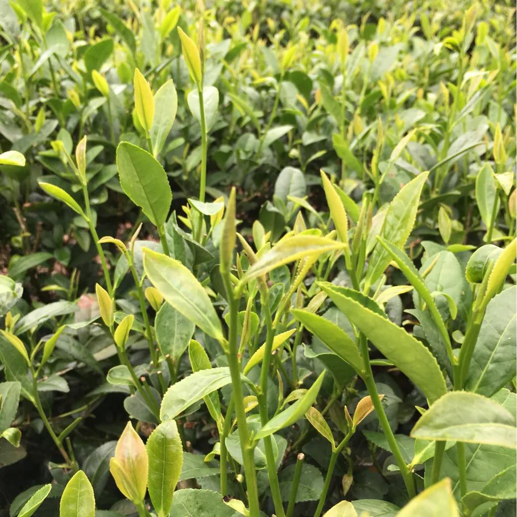 茶叶一年能赚多少钱,茶叶利润大暴利行业