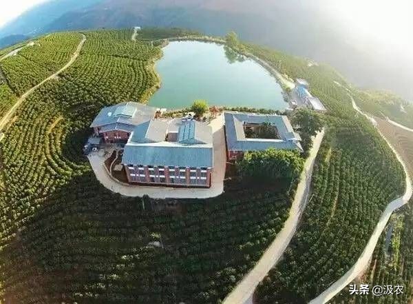 黄龙病对柑橘果园的危害,柑橘黄龙病根治方法