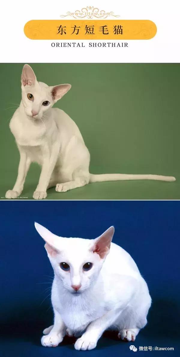 搜猫咪各种图片,世界猫咪图录