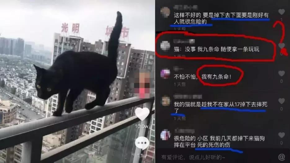 猫咪散播的谣言,一直有人在背后造谣我该怎么办