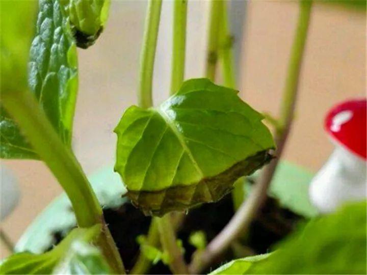 月季常见病害图解,月季枝干高花苞小怎么办