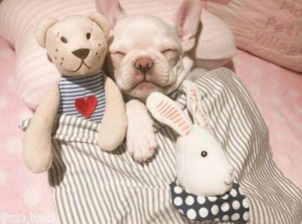 你家法斗爱晒太阳吗,你家法斗是怎么样的