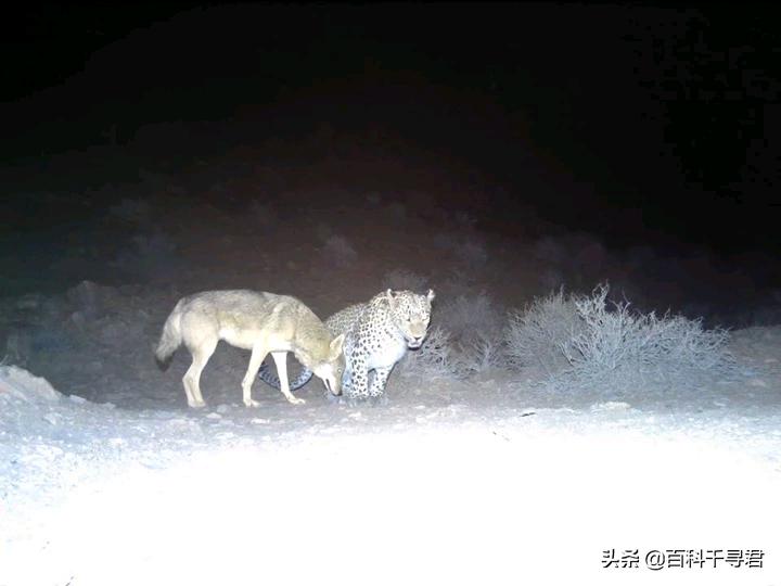 美洲豹是最强大的猫科,最凶猛的猫科动物美洲豹