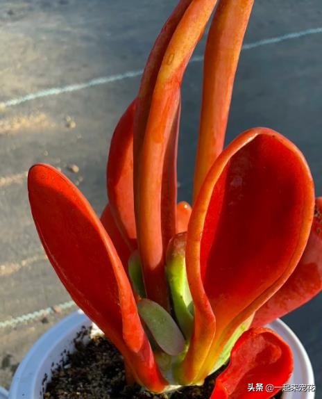 带狐狸形状的多肉,狐狸多肉养护