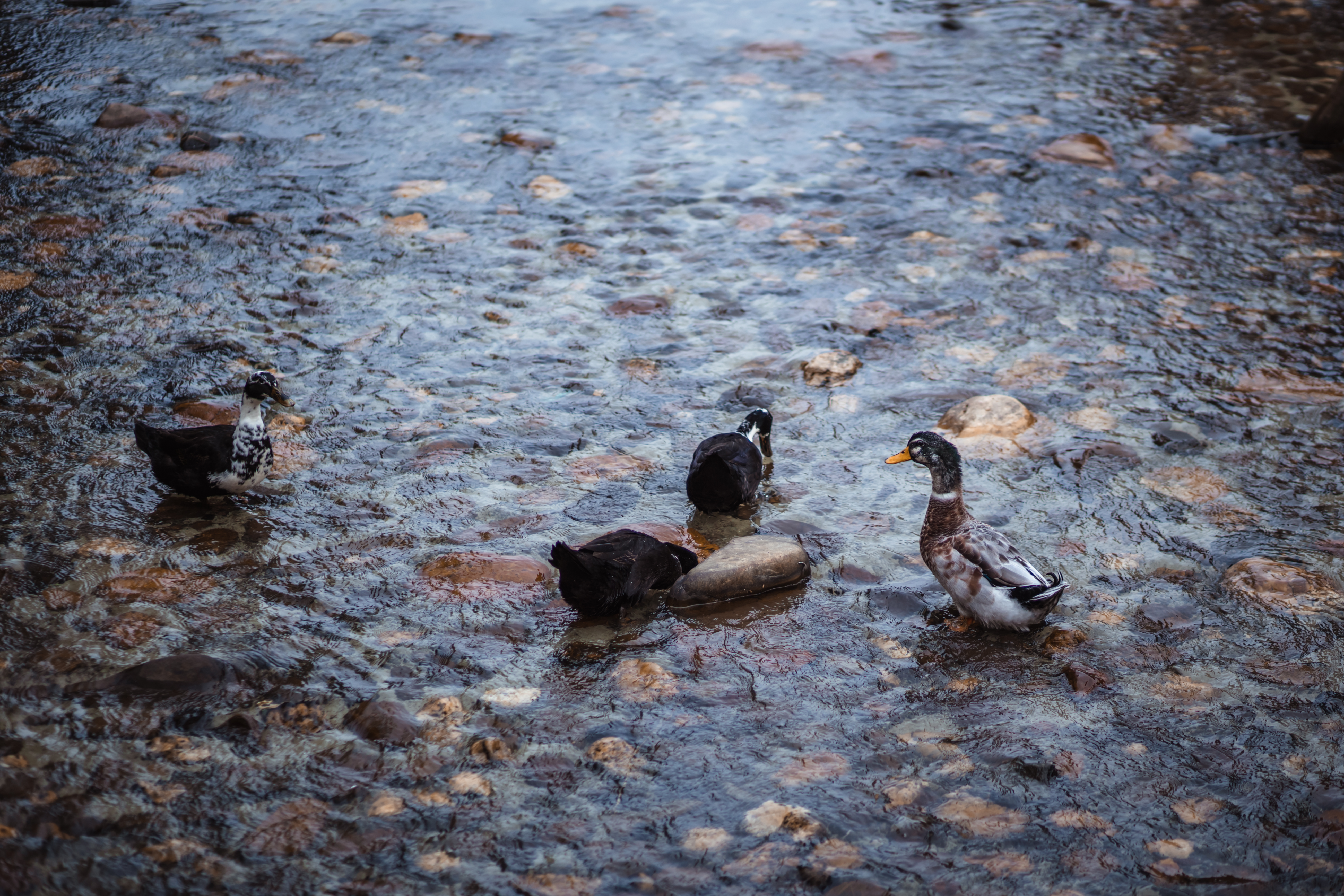 贵州人少景美的小村寨,贵州特色寨子