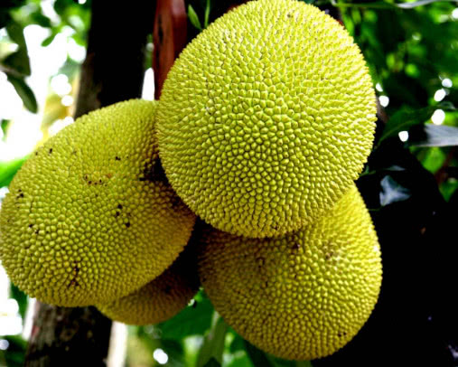 菠萝蜜好吃又简单做法,菠萝蜜正确挑法