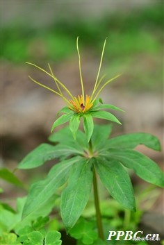 公认十大抗癌中草药,抗癌中药重楼的功效