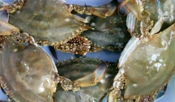 梭子蟹鲜活怎么挑,鲜活梭子蟹怎么挑
