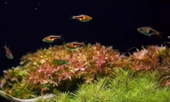 家装室内水系造景设计,家居鱼池假山布局