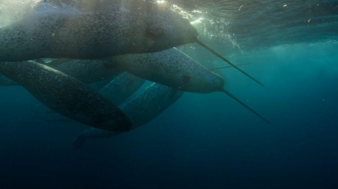 网飞2020高分电视剧排行榜,网飞高分剧排行榜在哪看