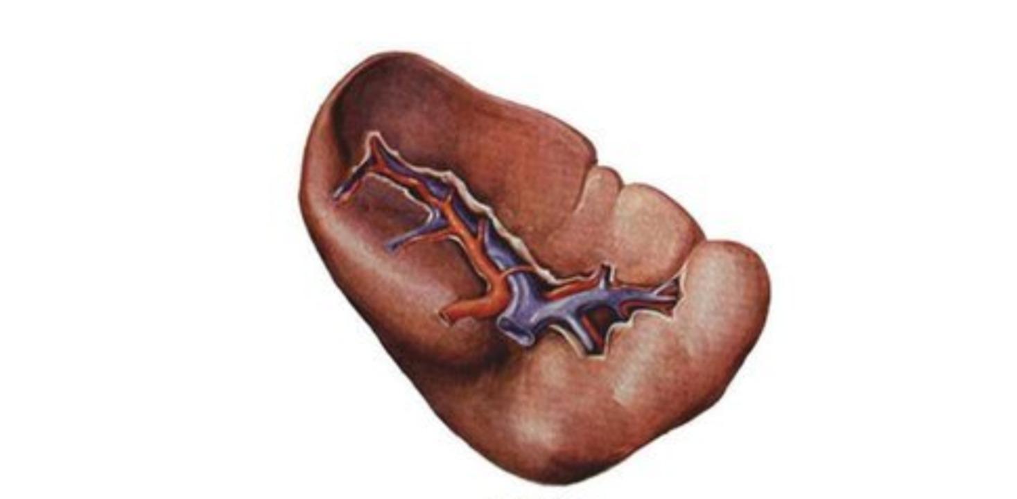 脾脏42mm算脾大吗是肝硬化吗,脾气大不代表不好