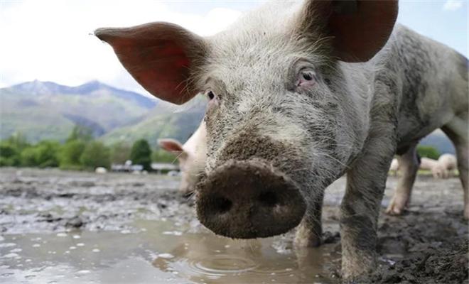 养猪掌握好温度,夏季养猪注意这6点