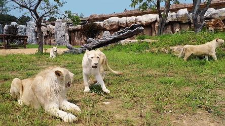 泉城欧乐堡动物王国二日游,十一假期泉城欧乐堡动物王国