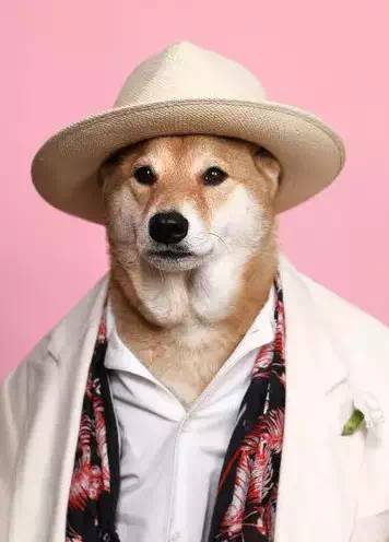 西装犬模丨美国纽约一条月入九万的狗