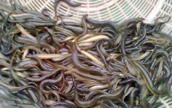 泥鳅养殖前景与利润有多大,泥鳅养殖技术成本与利润