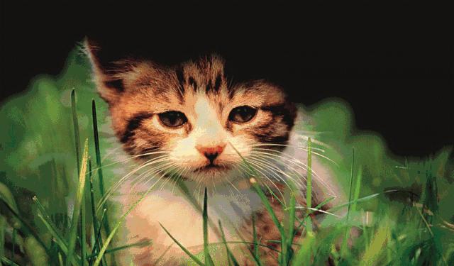 经常熬夜视网膜会脱落吗,熬夜视网膜会掉吗