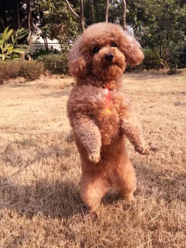 狗狗教狗站立,怎么样可以教狗狗学会站立