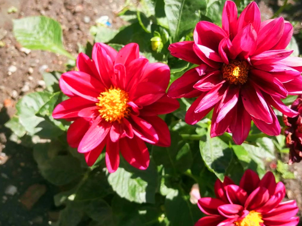 小丽花开花时可换盆,小丽花施什么肥开花多