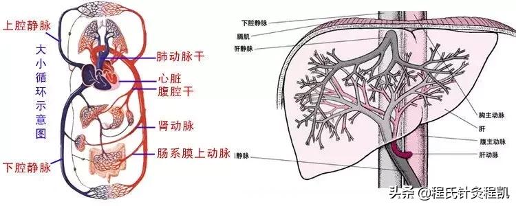 如何理解肝的藏血和疏泄功能,如何理解肺藏魄和肝藏魂