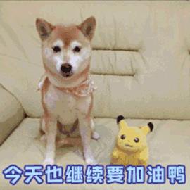 长不大的宠物狗小型犬品种有哪些,建议穷人养的10种小型犬小银狐