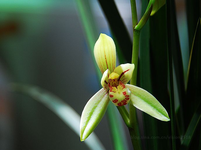 兰花肥伤怎么挽救,兰花枯萎怎么救