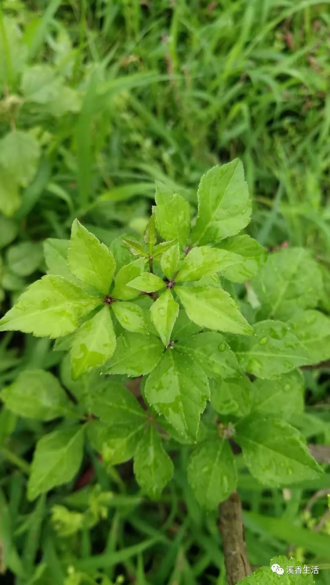 西溪南古村落惬意慢生活,徽州西溪南生活