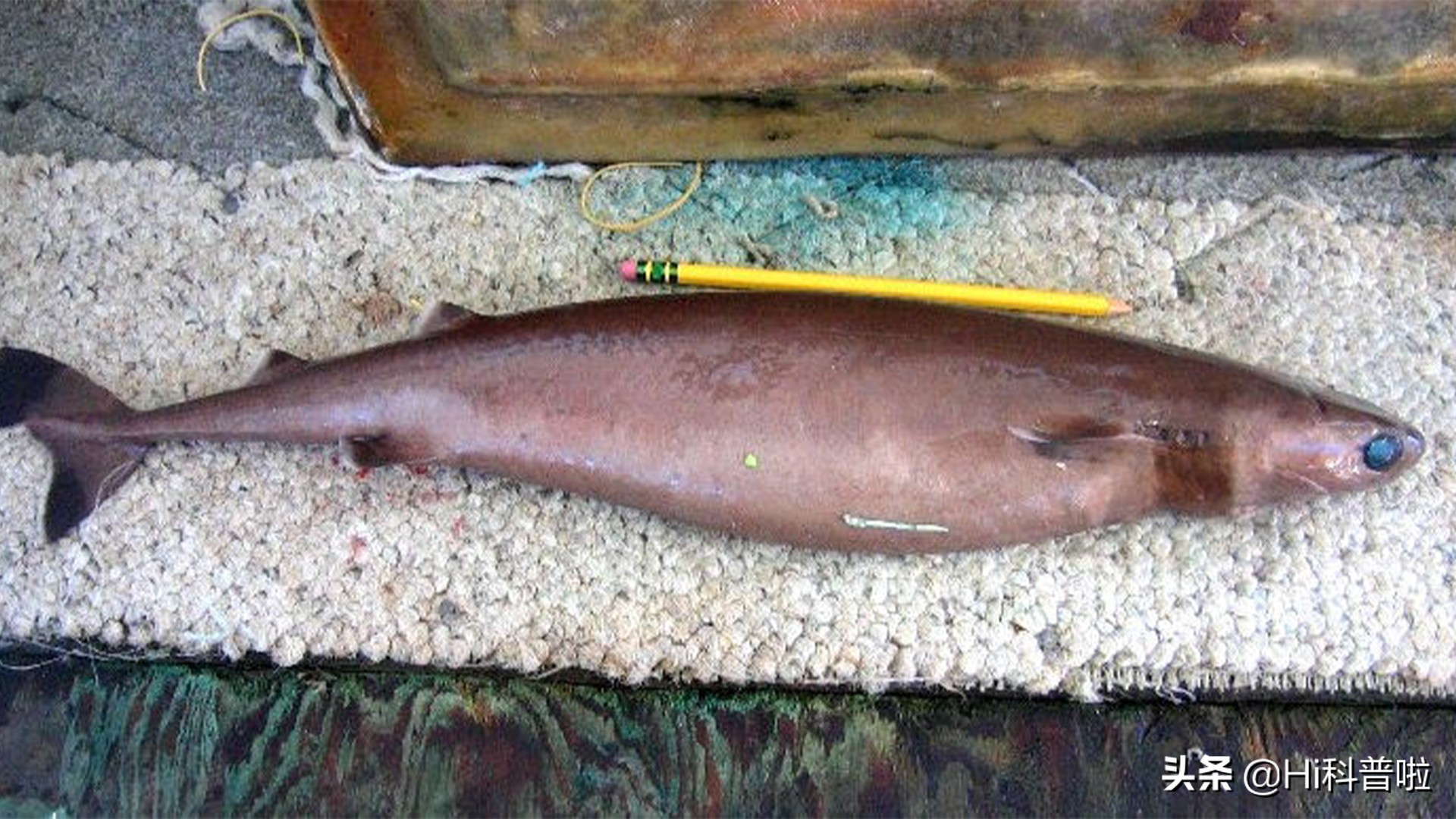 鐢熷悆铏庨哺鍜屽ぇ鐧介波鍜牬娼滆墖,澶х櫧椴ㄨ兘鍜牬铏庨哺