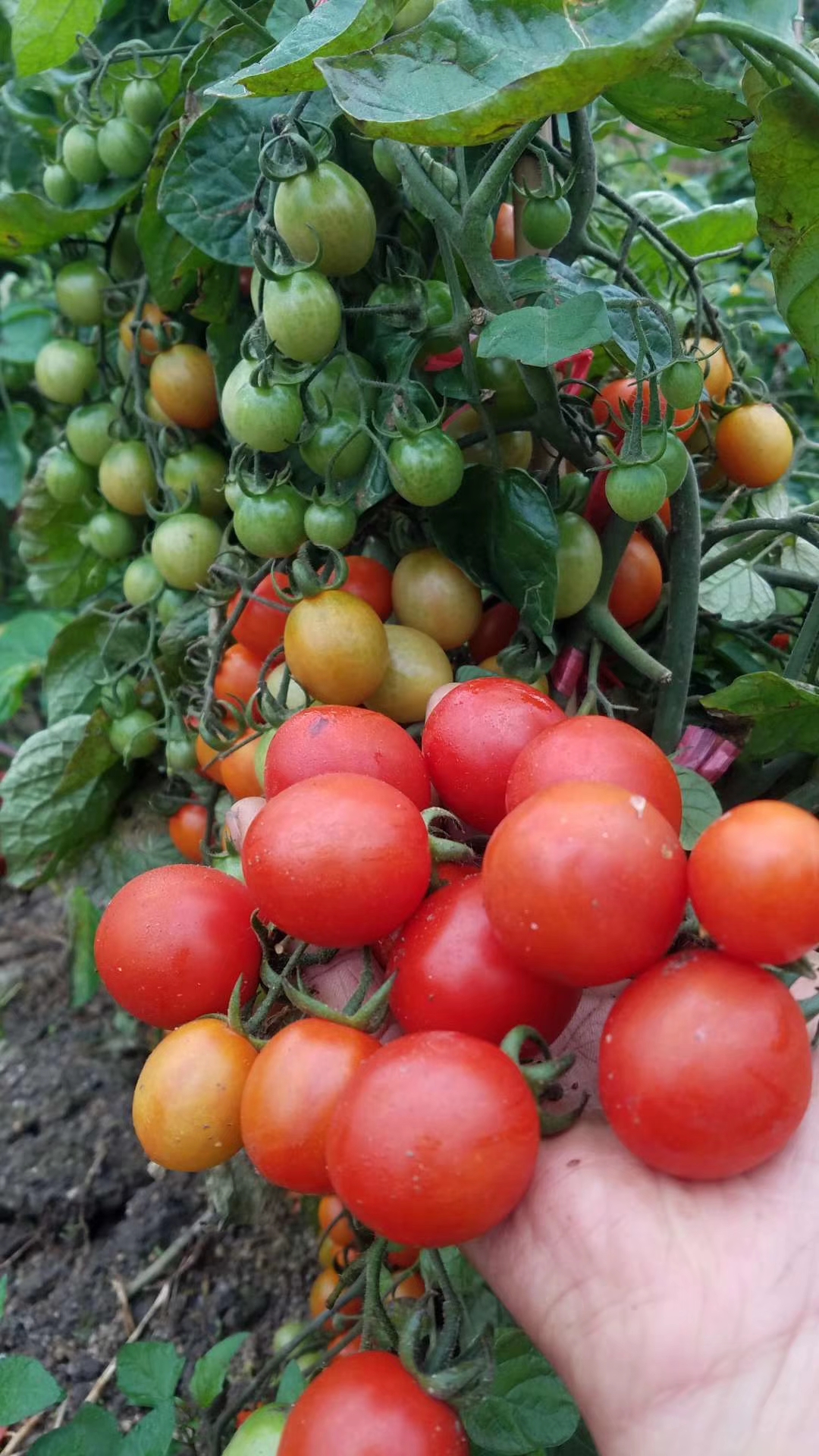 一个珠三角生态体验农庄的自救:捧着生态果蔬卖了个特价