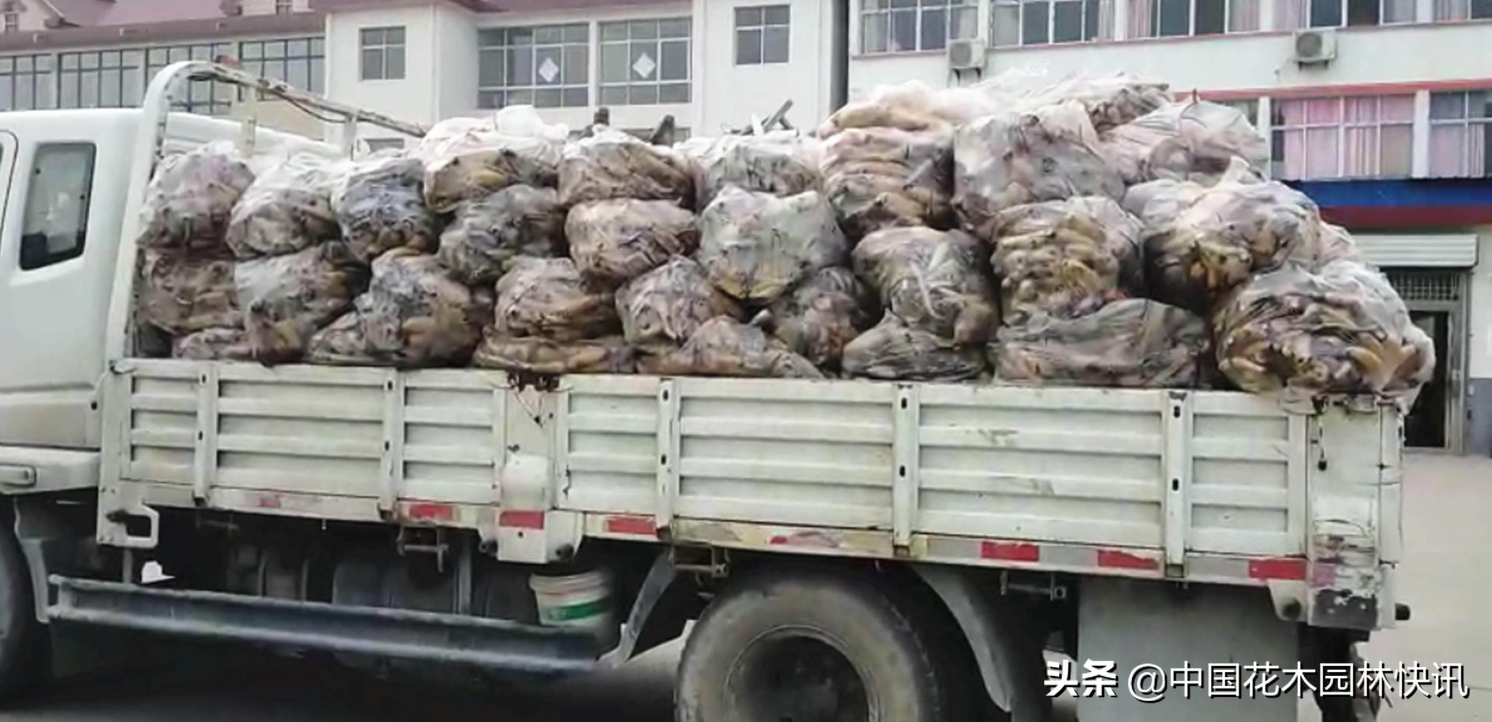 荷花产业的发展趋势是什么,睡莲产业的发展