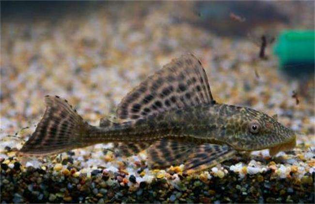 清道夫观赏鱼除藻,观赏鱼中的清道夫