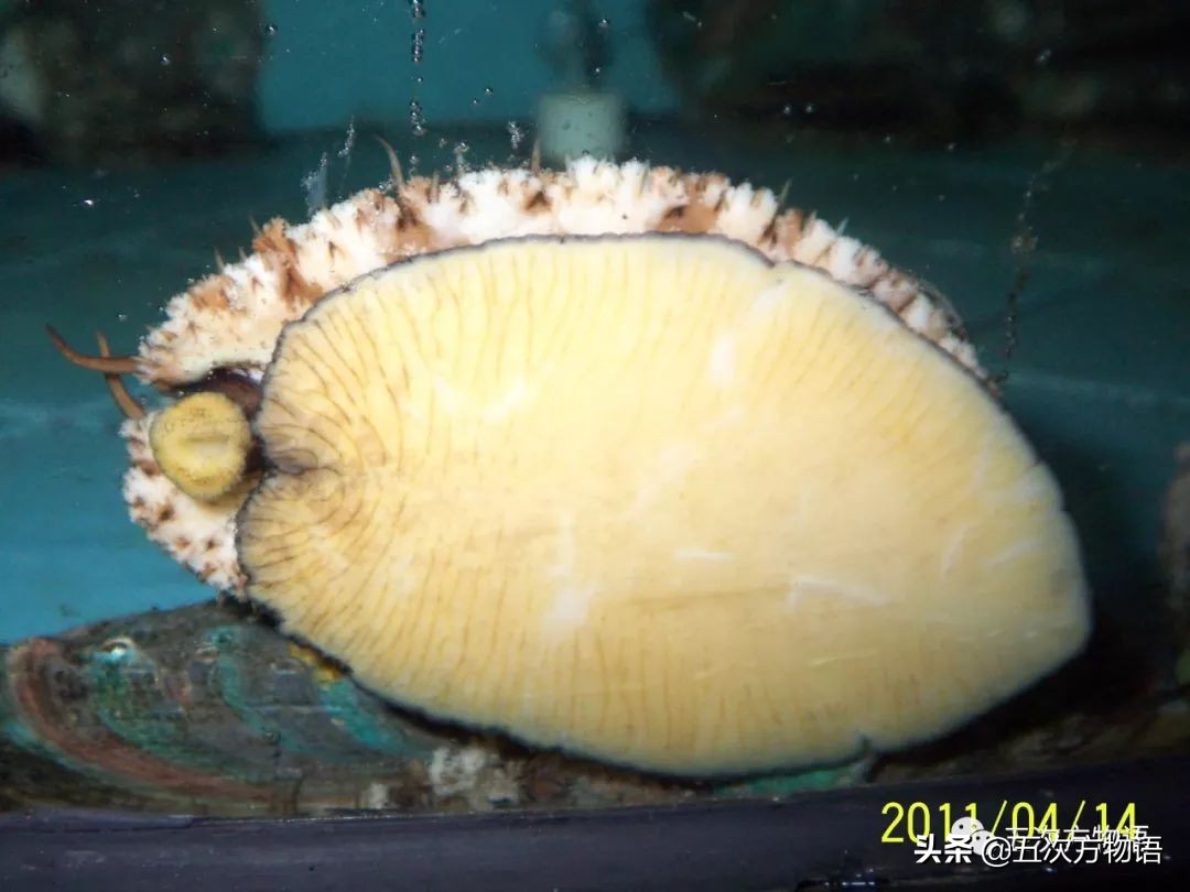 关于鲍鱼的科学知识,鲍鱼的知识和讲解