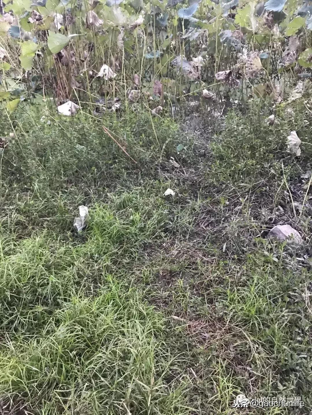 草龟难养,养草龟笔记