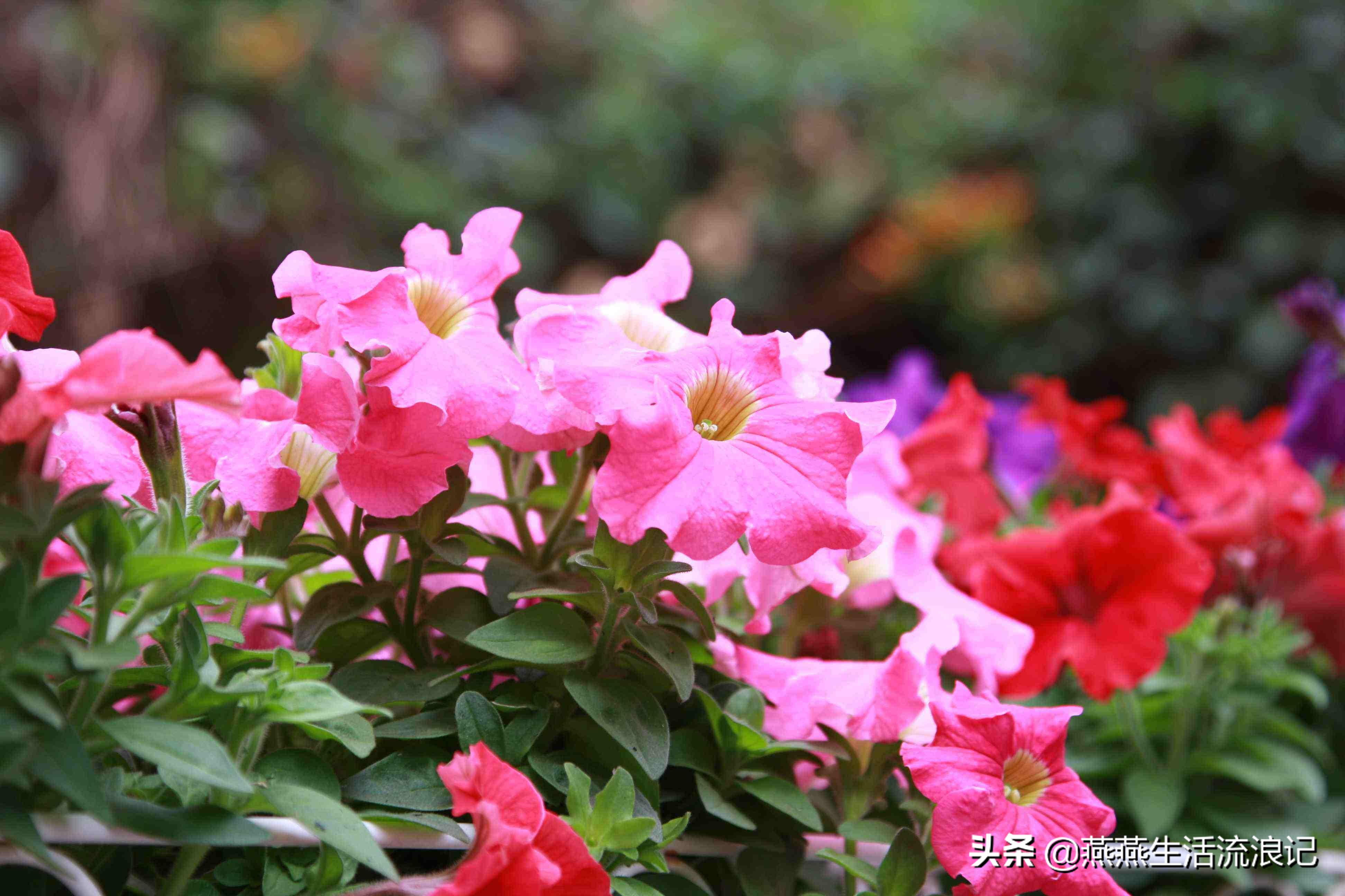 养花常识富贵竹,牵牛花的养花小技巧